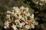 Dogtongue buckwheat